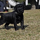 Black Schnauzer puppies