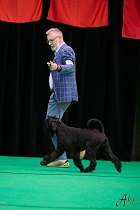 Black Standard Schnauzer