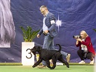 Black Standard Schnauzer